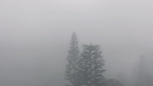 Bos in de witte mist drone vlucht op Bali Eiland — Stockvideo