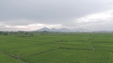 Bali Adası 'ndaki Yeşil Pirinç Sahası 4k İHA uçağı