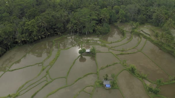 Campo de arroz verde en la isla de Bali Vuelo con drones 4K — Vídeo de stock