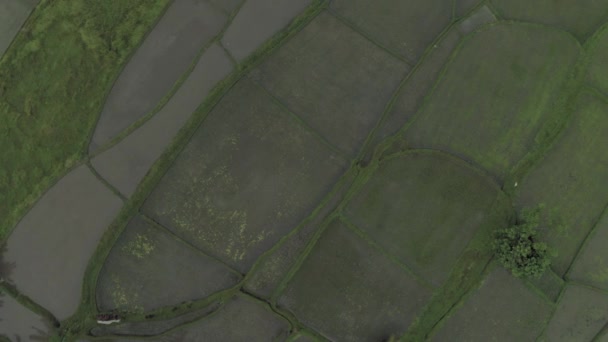 Champ de riz vert à Bali Island 4K Drone Flight 