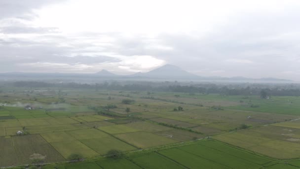 Groene Rijstveld in Bali Eiland 4k Drone vlucht — Stockvideo