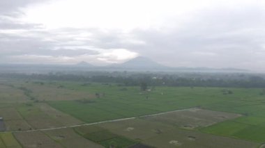 Bali Adası 'ndaki Yeşil Pirinç Sahası 4k İHA uçağı