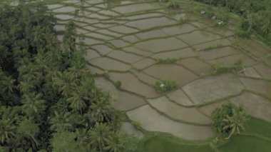 Bali Adası 'ndaki Yeşil Pirinç Sahası 4k İHA uçağı