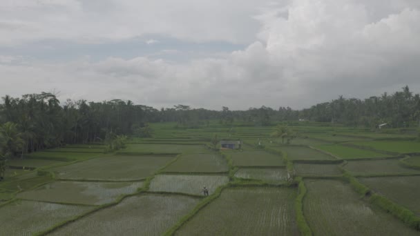 Зелёное рисовое поле на острове Бали 4K — стоковое видео