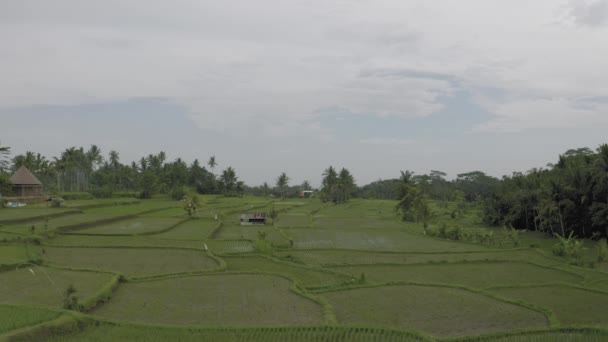 Groene Rijstveld in Bali Eiland 4k Drone vlucht — Stockvideo