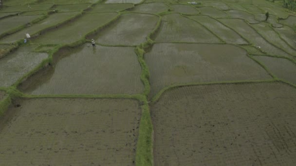 Campo de arroz verde en la isla de Bali Vuelo con drones 4K — Vídeo de stock