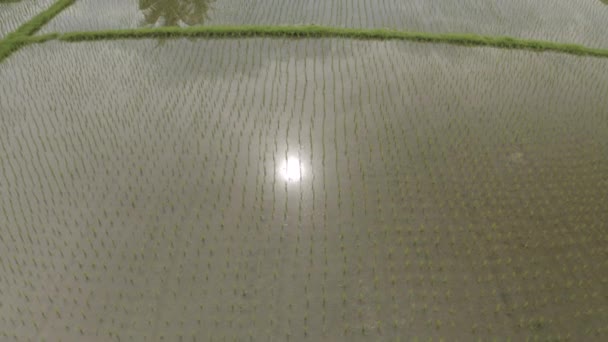 Zielone pole ryżowe na wyspie Bali Lot dronem 4k — Wideo stockowe