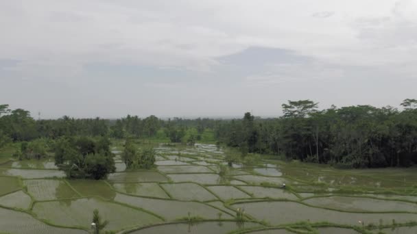 Groene Rijstveld in Bali Eiland 4k Drone vlucht — Stockvideo