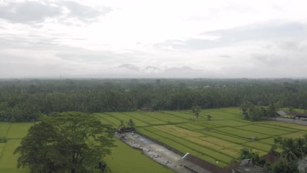 Campo de arroz verde em Bali Island 4K Drone Flight — Vídeo de Stock