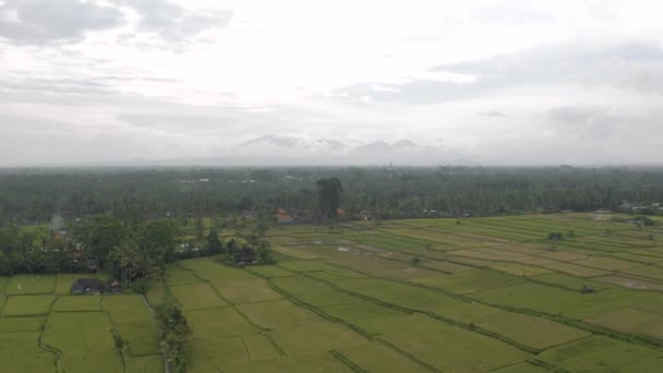 Groene Rijstveld in Bali Eiland 4k Drone vlucht — Stockvideo