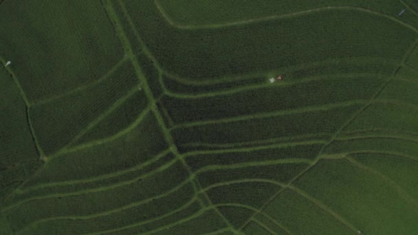 Πράσινο Rice Field στο Μπαλί νησί 4k Drone πτήσης — Αρχείο Βίντεο