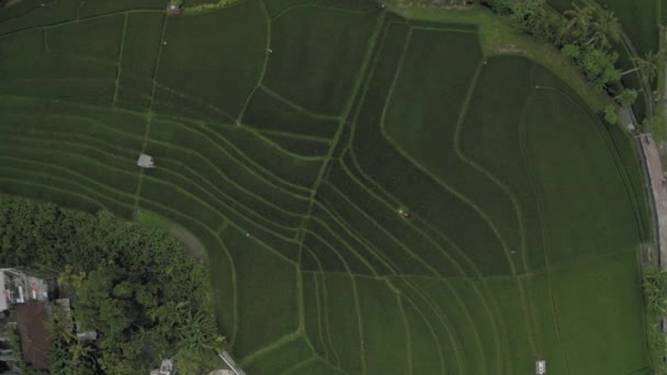 Grüne Reisfelder auf Bali Island 4k Drohnenflug — Stockvideo