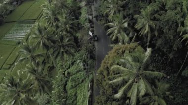 Bali Adası 4k insansız hava aracının tropikal ormanlarındaki yolda arabalar ve bisikletler.