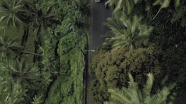 Bali Adası 4k insansız hava aracının tropikal ormanlarındaki yolda arabalar ve bisikletler.