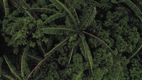 Τροπικό δάσος και ζούγκλες στο Μπαλί 4k Drone πυροβόλησε — Αρχείο Βίντεο