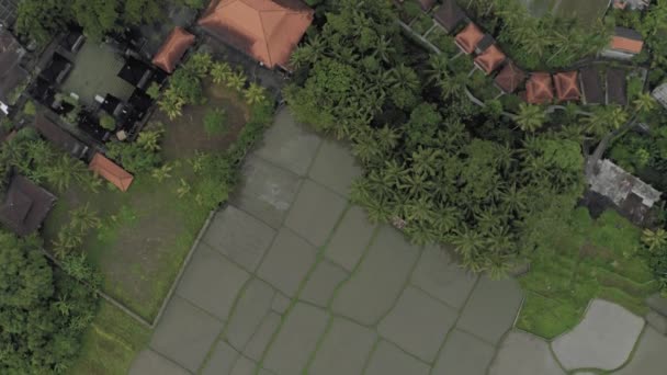 Dorfhäuser und Reisfelder auf der Insel Bali 4k Drohnenflug — Stockvideo