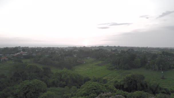 Green Rice Field in Bali Island 4K Drone Flight — Stock Video