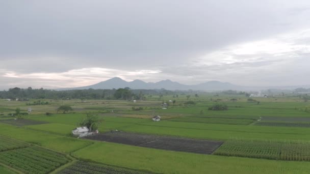 Groene Rijstveld in Bali Eiland 4k Drone vlucht — Stockvideo