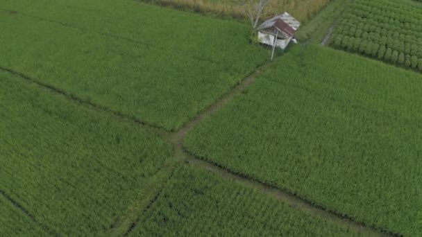 Zielone pole ryżowe na wyspie Bali Lot dronem 4k — Wideo stockowe