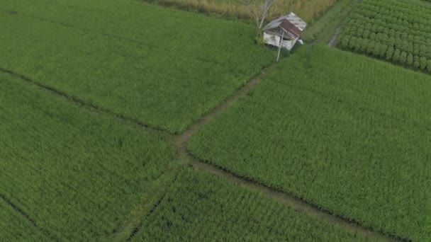 Groene Rijstveld in Bali Eiland 4k Drone vlucht — Stockvideo