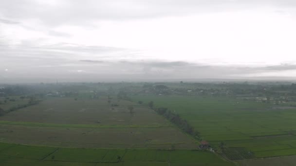 Campo de arroz verde en la isla de Bali Vuelo con drones 4K — Vídeos de Stock