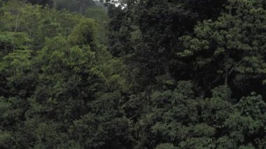 Asya 'da orman, Tayland' da Phuket Adası, 4k Drone atışı.