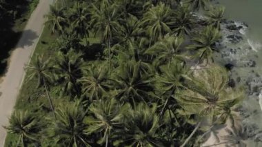 Asya 'da, Tayland' da, Okyanus 'un yanında Palmiye Yolu, 4k Drone.