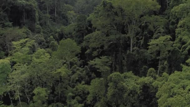 Asya 'da orman, Tayland' da Phuket Adası, 4k Drone atışı. — Stok video