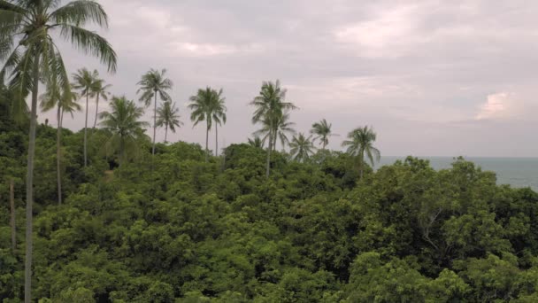 Palmeras y Rocky Beach 4k Drone tiro en Tailandia — Vídeo de stock