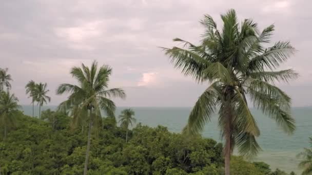 Palm Bomen en Rocky Beach 4k Drone schot in Thailand — Stockvideo