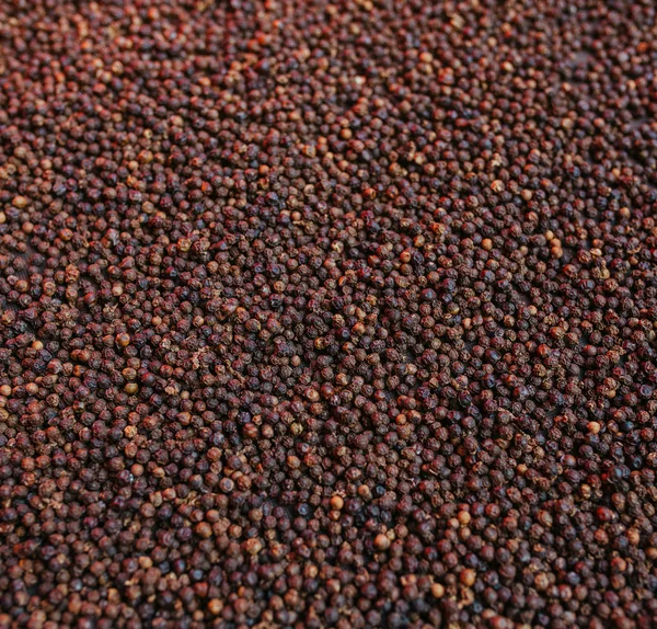 Black pepper grains dried in sunny day