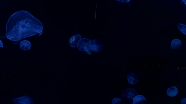 Meduse nel profondo oceano blu con illuminazione brillante — Video Stock