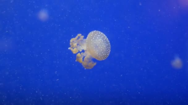 Meduse nel profondo oceano blu con illuminazione brillante — Video Stock