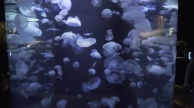 Derin mavi okyanusta parlak ışıkla denizanası
