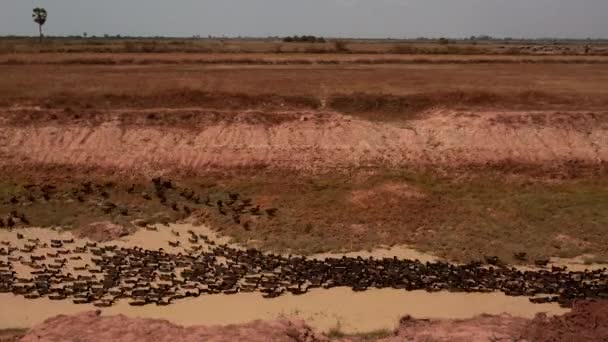 Rebanho de patos no rio perto de Floating Village no Camboja — Vídeo de Stock