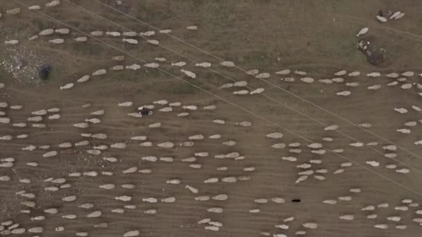 Un troupeau de moutons paissant dans les montagnes 4K Drone — Video