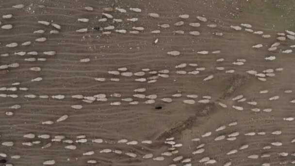 A nyáj birka legelészik a 4k-hegység Drone — Stock videók