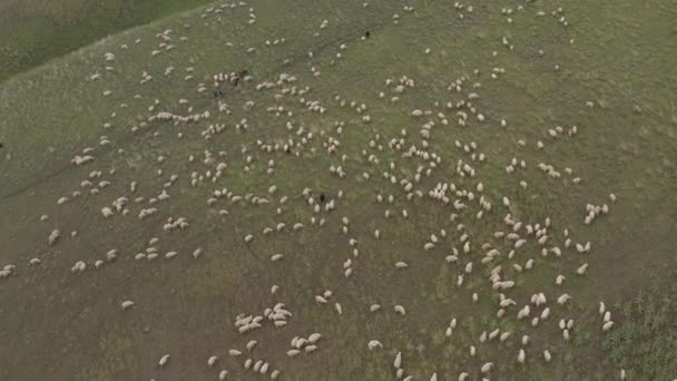 A flock of sheep grazing in the mountains 4K Drone — Stock Video