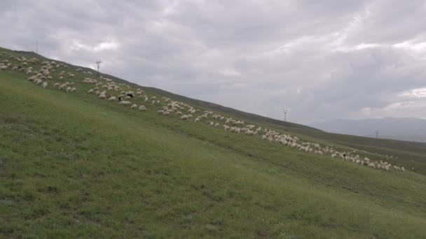 Un rebaño de ovejas pastando en las montañas 4K Drone — Vídeos de Stock