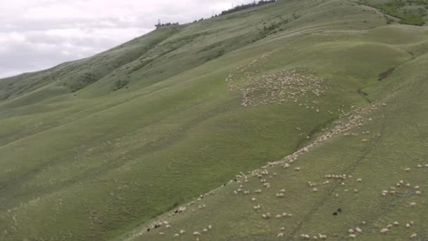Eine Schafherde weidet in den Bergen 4k Drohne — Stockvideo