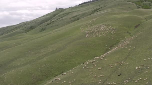 A flock of sheep grazing in the mountains 4K Drone — Stock Video