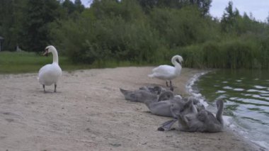 Kuğu ailesi Avrupa 'da göl kıyısında sahilde.