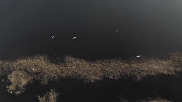 Witte reigers Vogels vliegen over de rivier in Letland — Stockvideo