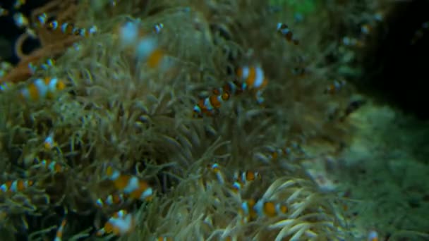 Clown Fish in Aquarium in Monaco Oceanografisch Museum — Stockvideo