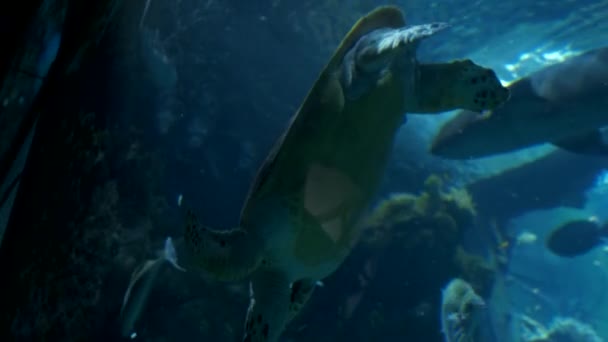 Sea Turtle aquarium Monaco Monte Carlo Oceanographic Museum — Stock Video