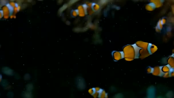 Peces payaso en acuario en Mónaco Oceanographic Museum — Vídeos de Stock