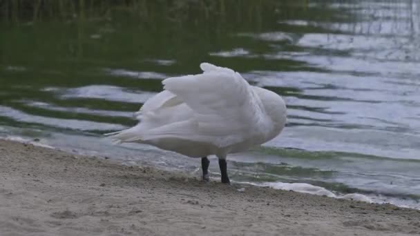 Лебеді на пляжі біля озера в Європі. — стокове відео