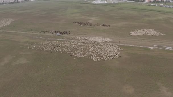 Stado owiec wypas w górach 4k Drone — Wideo stockowe