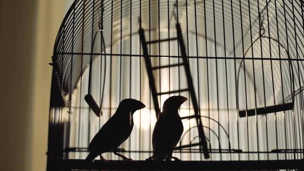 Pájaros en una jaula de metal cerca de la casa en la calle — Vídeos de Stock