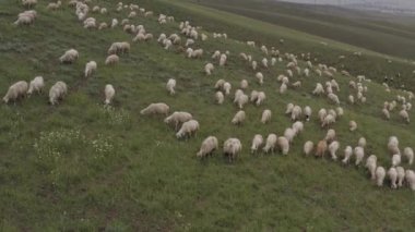 4 k dağda otlayan koyun sürüsü dron